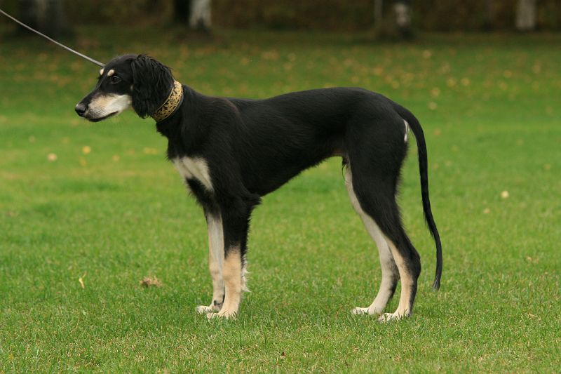 pelto_hvk_alepan_lapset 338.jpg